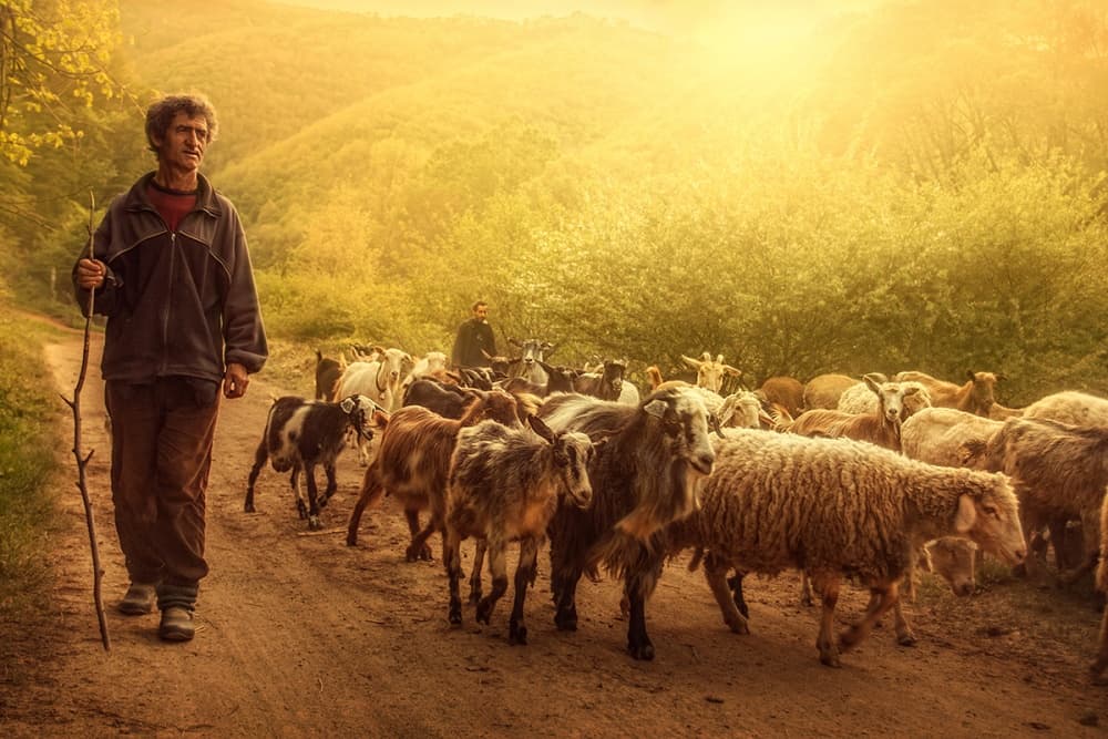 Shepherd with Golden Herd by Bojan Dzodan — canvas wall art