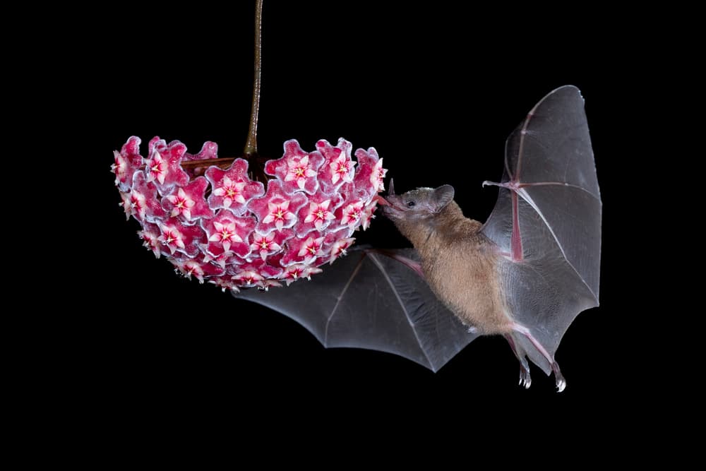 Flying Bat Feeding Flower by Linda D Lester — canvas wall art