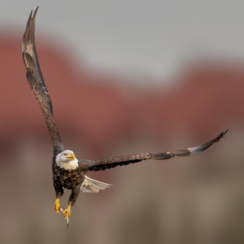 Bald Eagle With Catch by Jacob (Jian) Xu — canvas wall art