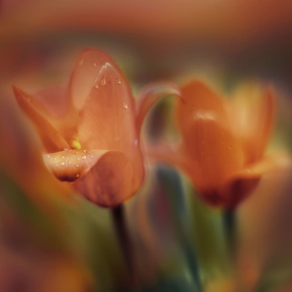 Dewy Orange Tulips by Ewa Całkosińska-Kajzer — canvas wall art