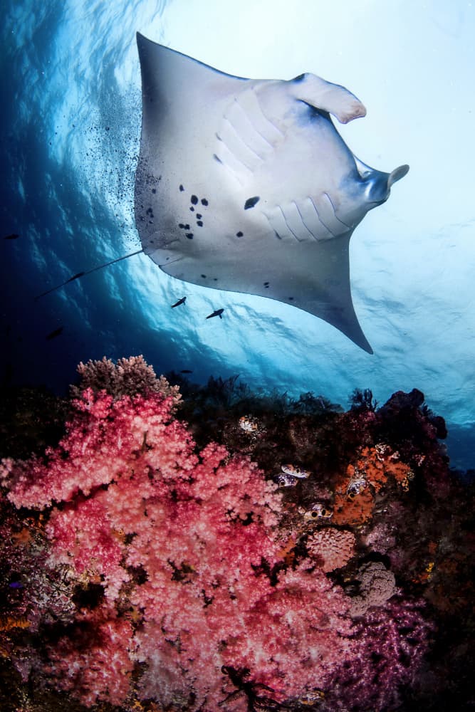 Majestic Manta Over Coral by Cédric Péneau — canvas wall art