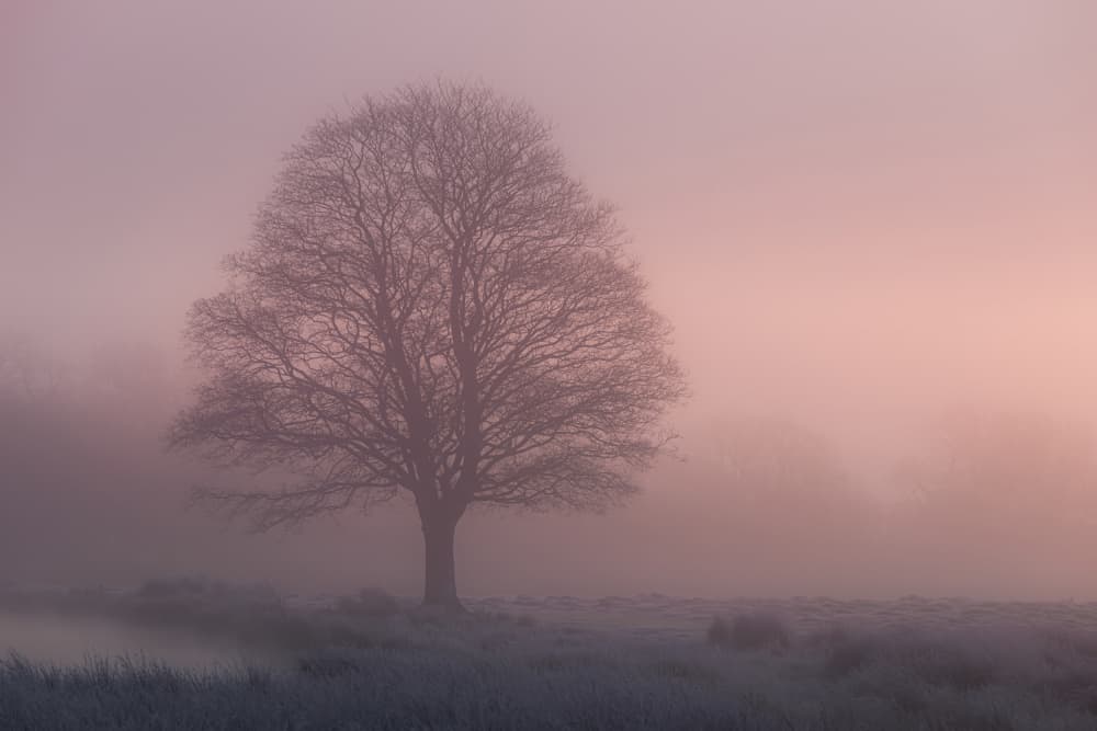 Pink Fog Solitary Tree by Kutub Uddin — canvas wall art