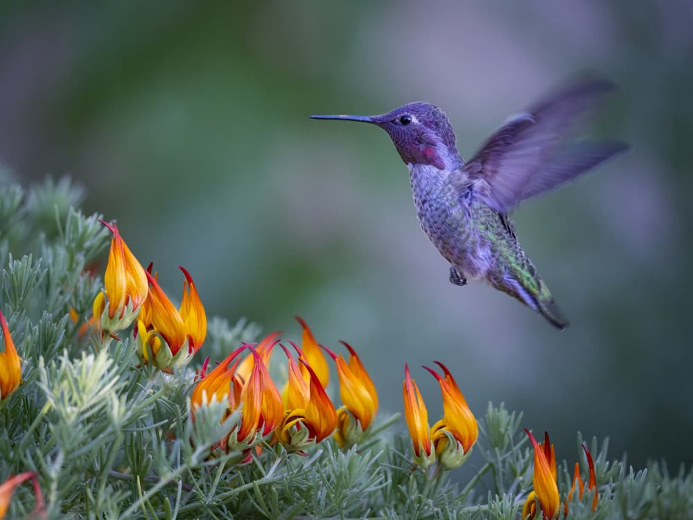 Hummingbird Nectar Hover by Xiaojian Huang — canvas wall art