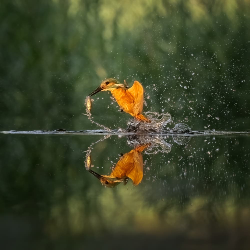 Dynamic Kingfisher Catch by Larry Deng APA — canvas wall art