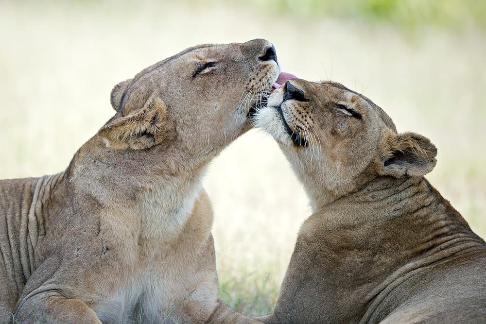 African Lionesses Affection by Marco Pozzi — canvas wall art