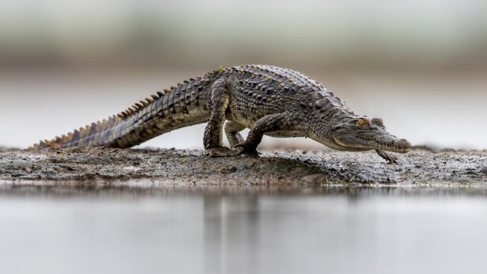 Crocodile At Water's Edge by Alessandro Catta — canvas wall art
