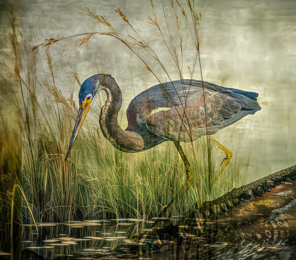 Wading Heron Marsh by Barbara Fletcher — canvas wall art