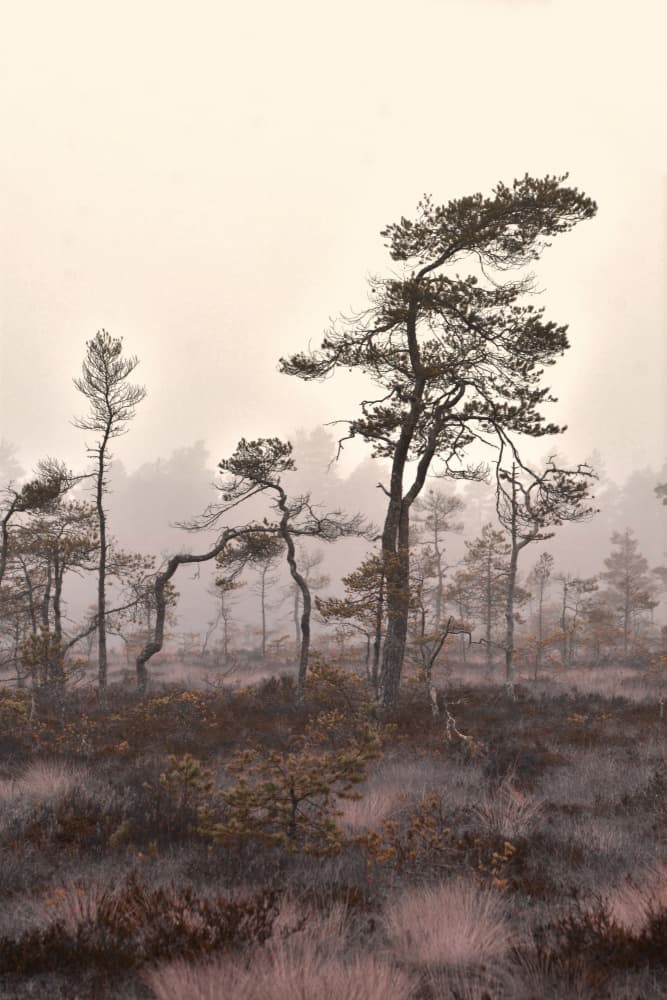 Misty Pine Landscape by Christina Sillen — canvas wall art