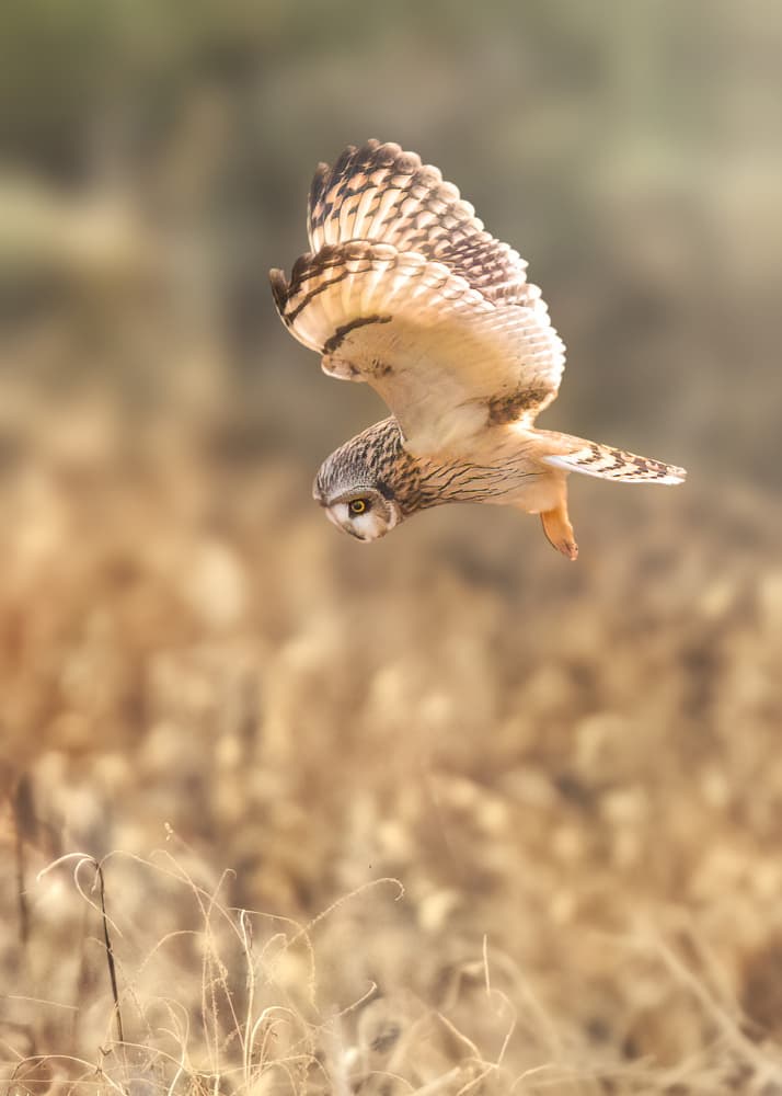 Graceful Owl In Flight by Robert Zhang — canvas wall art