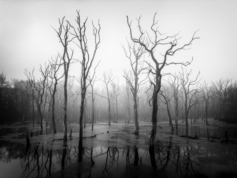 Misty Swamp Trees by Adam Dauria ☂ — canvas wall art