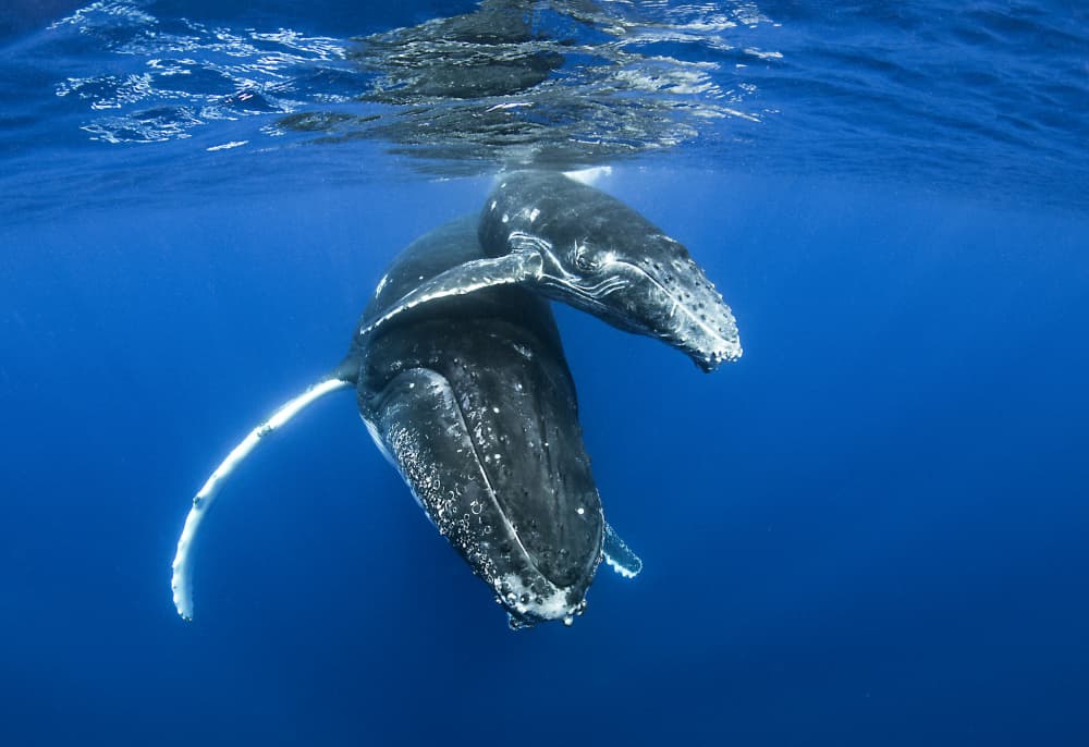 Whale Mother And Baby by Cédric Péneau — canvas wall art