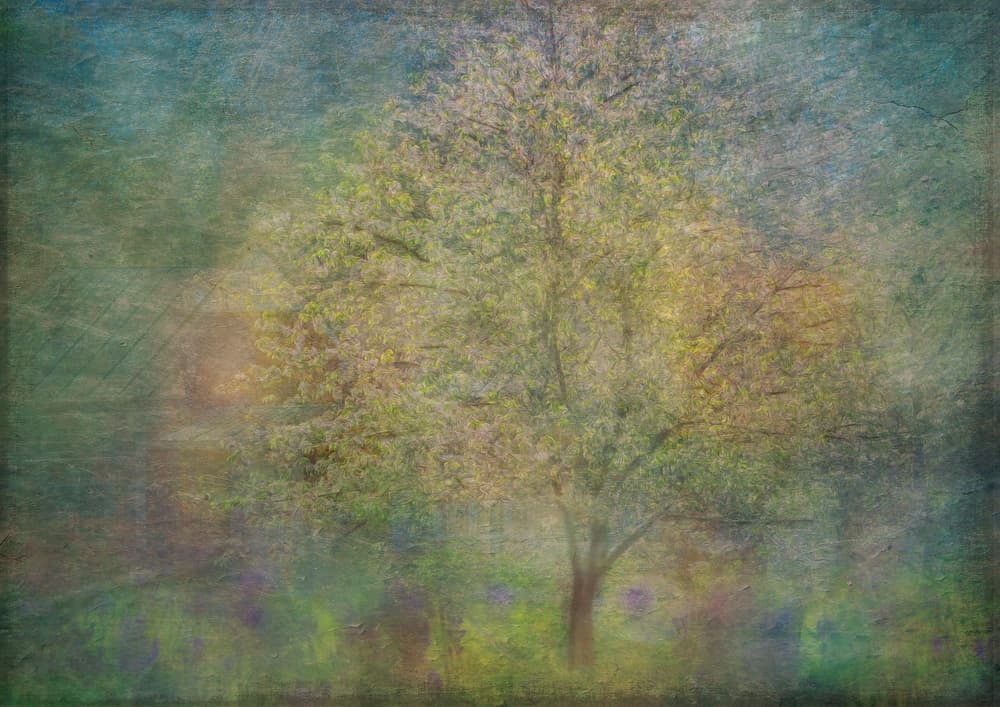 Dreamy Spring Tree by Katarina Holmström — canvas wall art