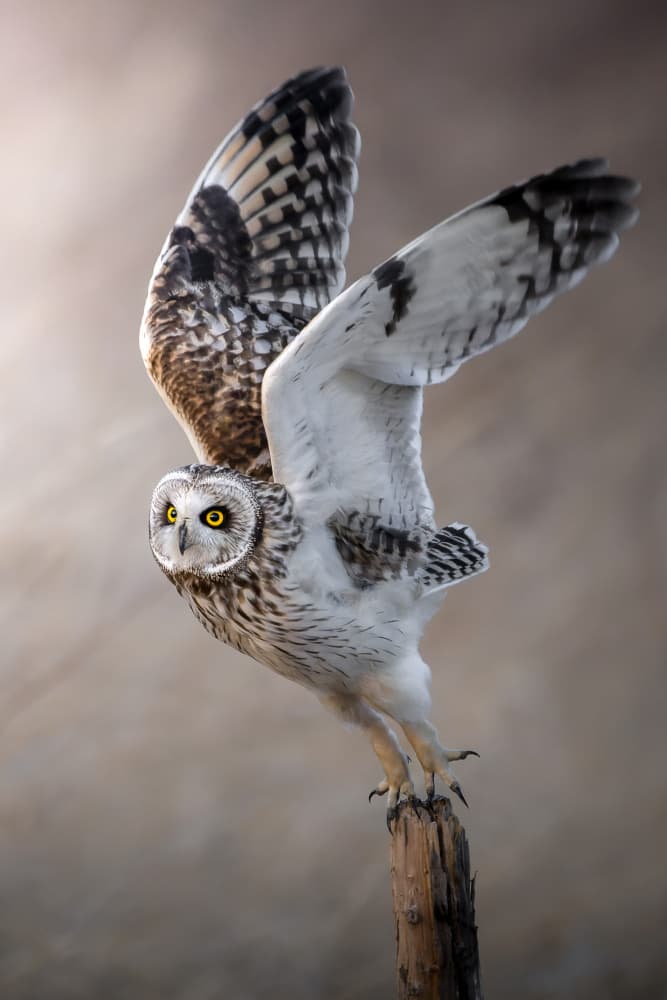 Owl Takes Flight by まちゅばら/Hiroki Matsubara — canvas wall art
