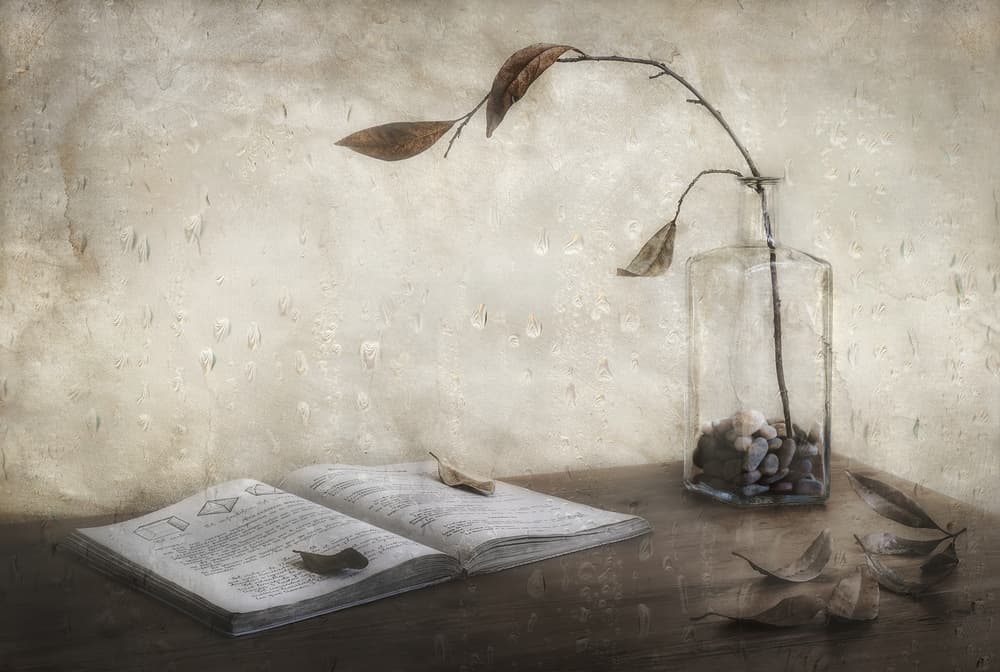 Aged Book Dried Leaves by Fran Osuna — canvas wall art