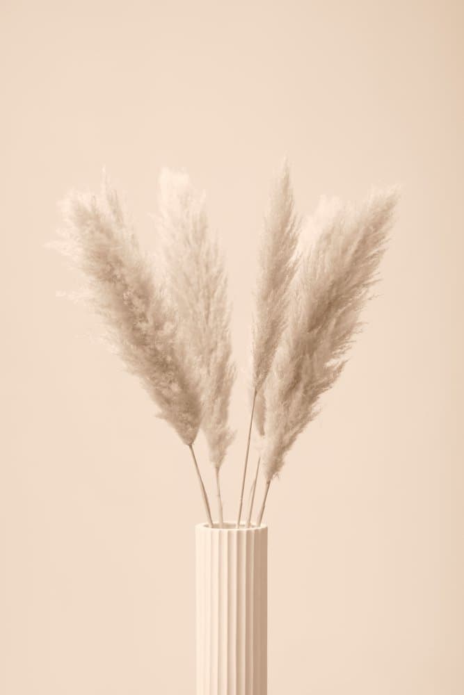 Soft Neutral Pampas Grass by Pictufy Studio III — canvas wall art