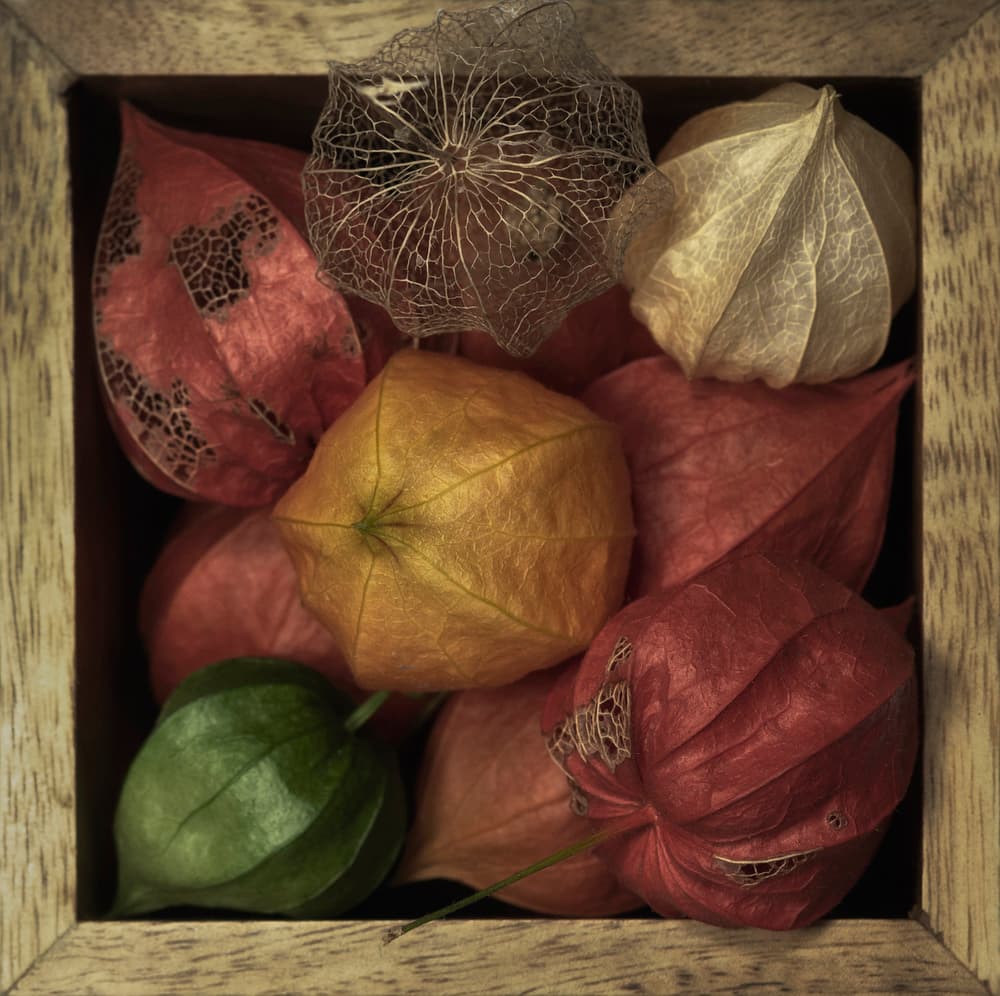 Vibrant Physalis Pods by Lotte Grønkjær — canvas wall art