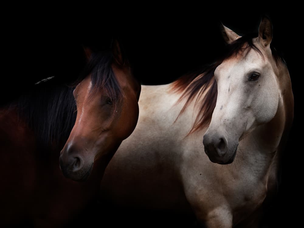 Majestic Horse Duo by Massimo Della Latta — canvas wall art