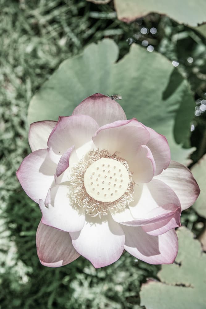 Lotus Serenity by Shot by Clint — canvas wall art