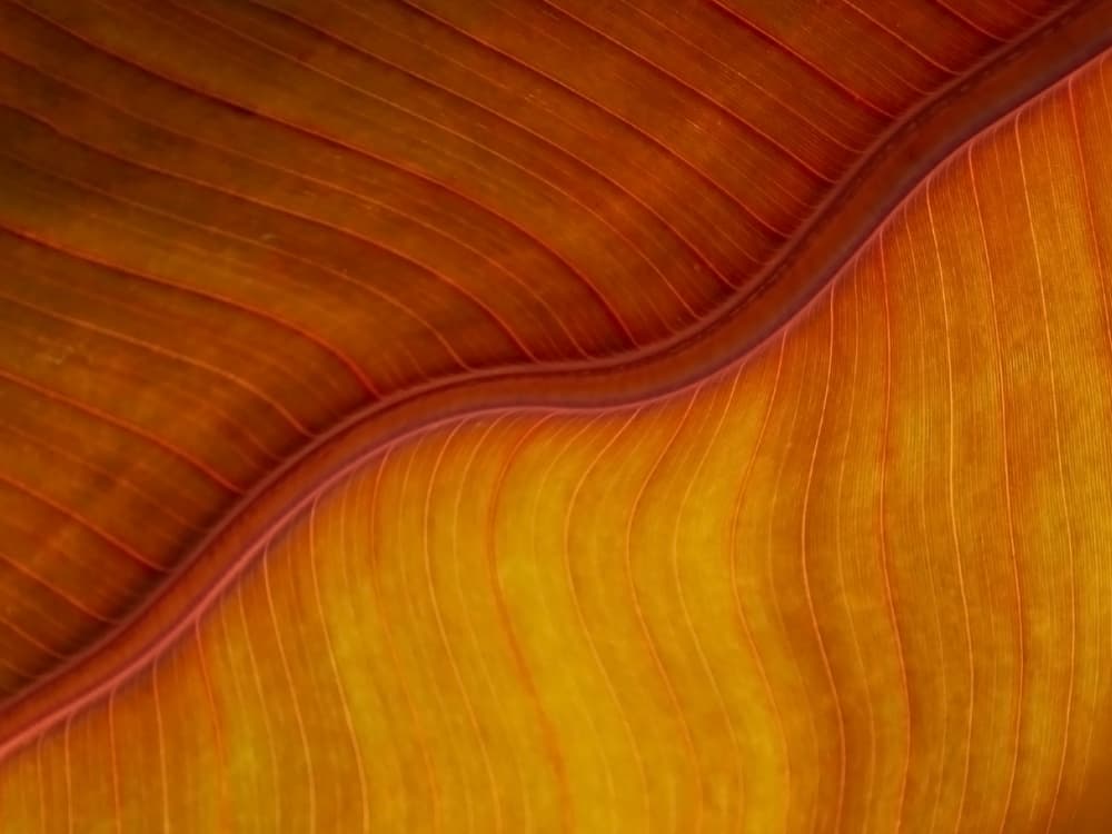 Vibrant Leaf Texture by Robin Wechsler — canvas wall art