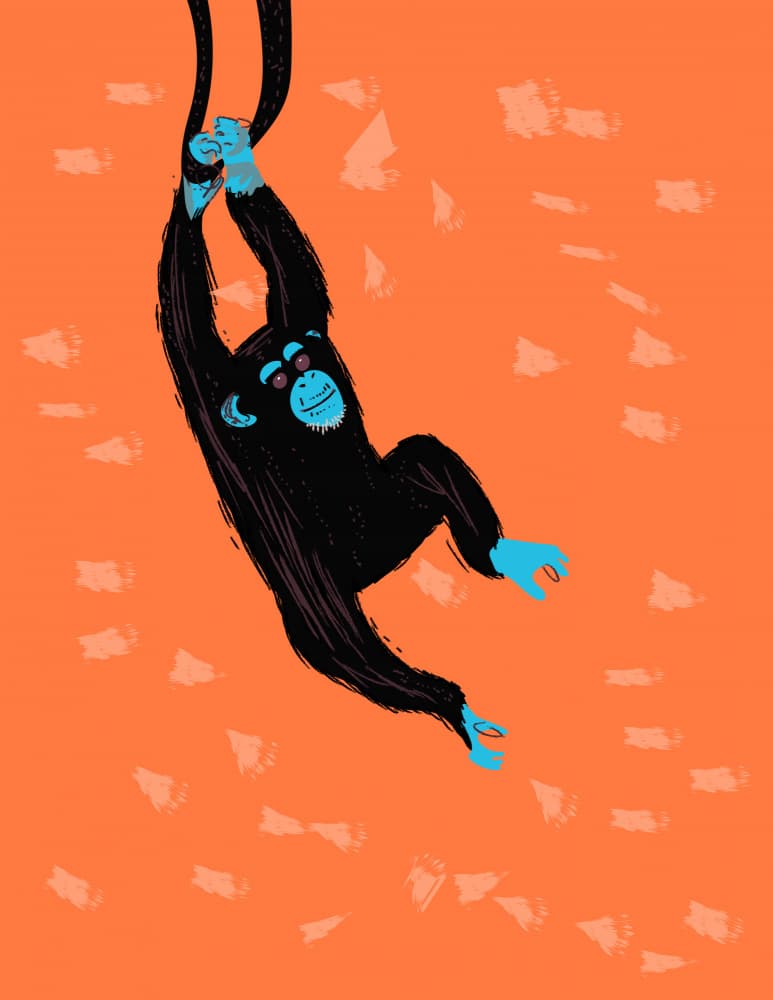 Playful Jungle Chimp by Nicholas — canvas wall art