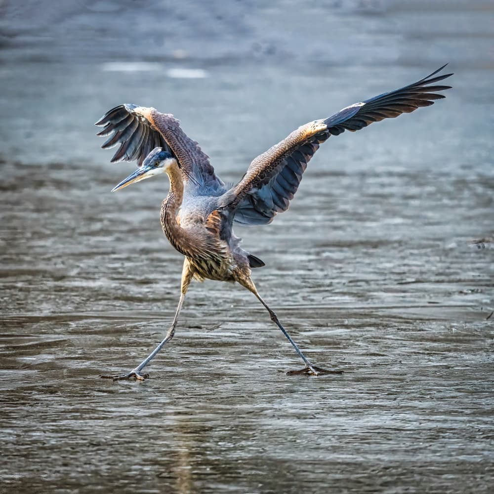 Great Blue Heron Wings by Xiao Cai — canvas wall art