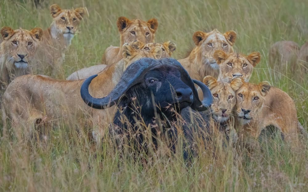 Pride and Prey by MIN LI — canvas wall art