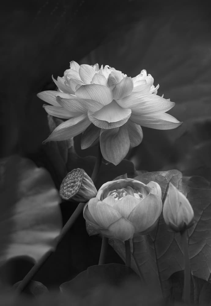 Elegant Lotus Blooms by Makihiko Hayama — canvas wall art