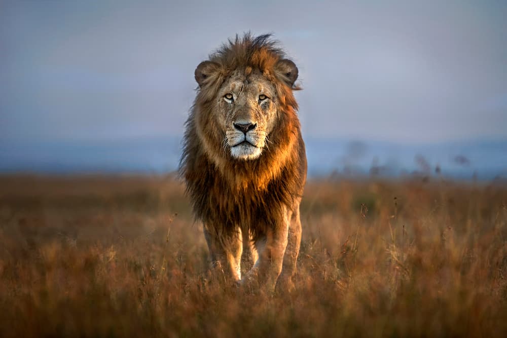 Majestic African Lion by Xavier Ortega — canvas wall art