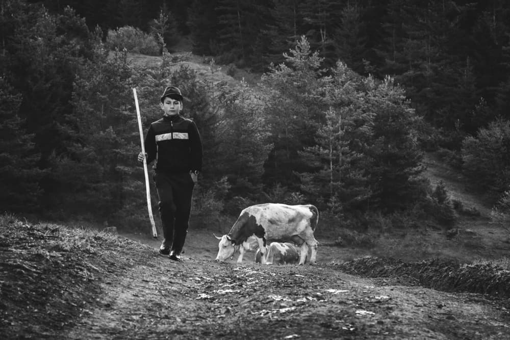 Young Shepherd and Calf by Zoran Toldi (EFIAP AZSF) — canvas wall art