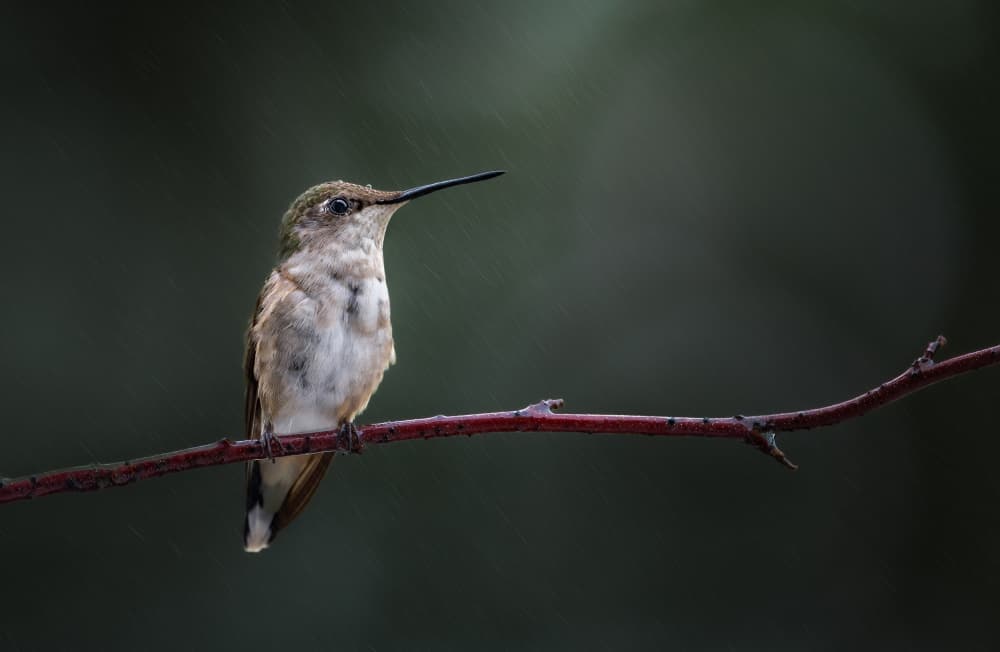 Peaceful Garden Hummingbird by Atul Saluja — canvas wall art