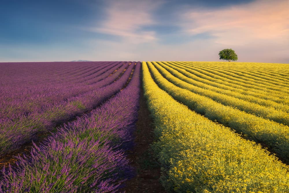 Lavender Yellow Field Tree by Ales Komovec — canvas wall art