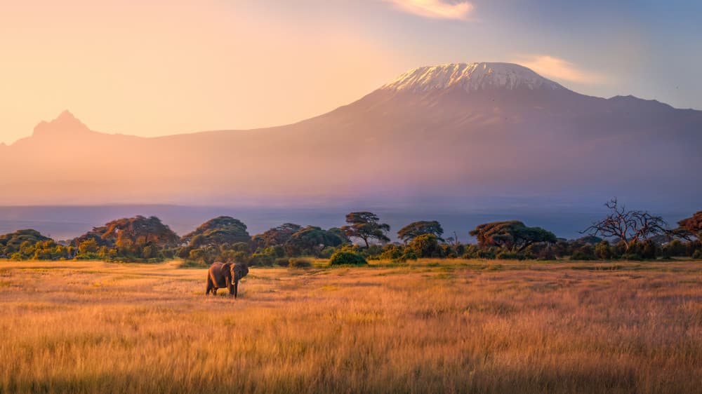 African Elephant Kilimanjaro Sunset by Jianping Yang — canvas wall art