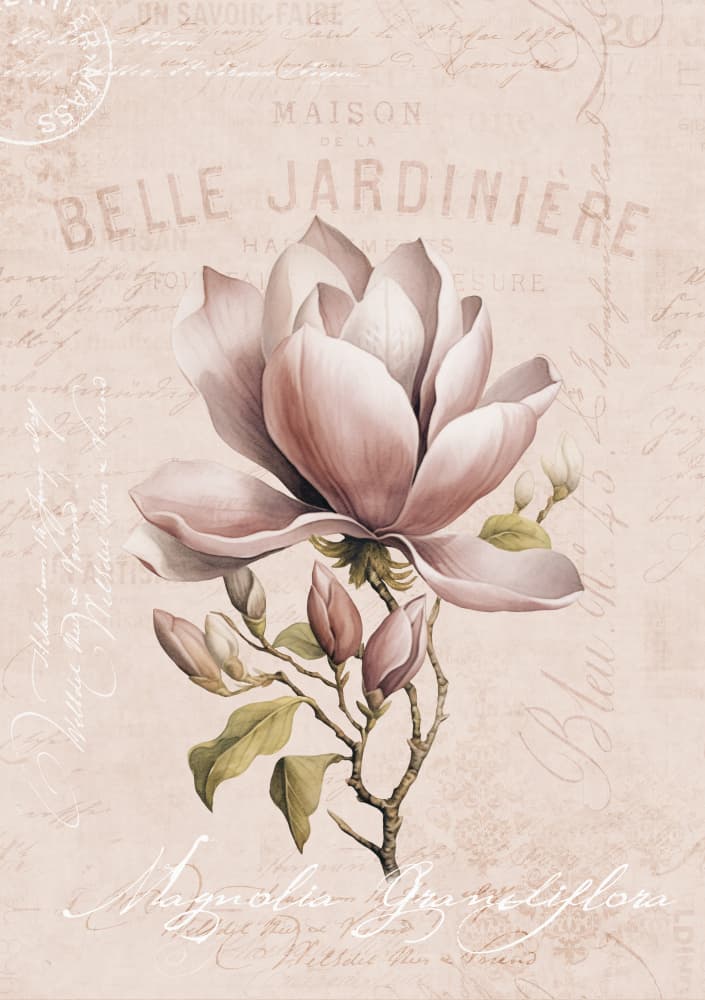 Vintage Pink Magnolia by Andrea Haase — canvas wall art