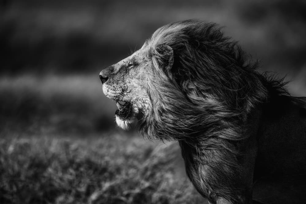 Powerful Lion Roar by Mohammed Alnaser — canvas wall art