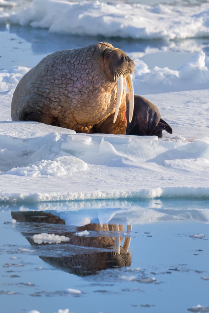 Walrus and Calf Reflection by Rajat Dhesi — canvas wall art