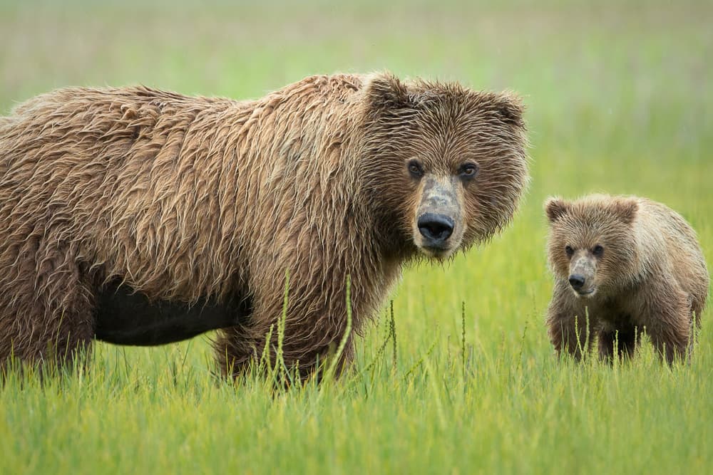 Grizzly Mother and Cub by Renee Doyle — canvas wall art
