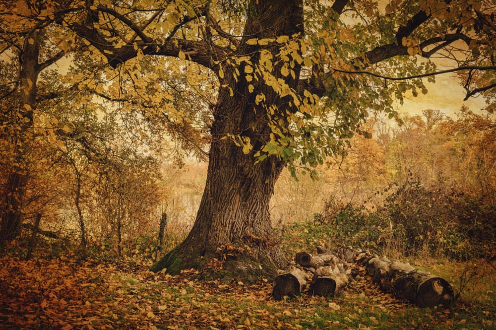 Golden Autumn Tree Scene by Liliane Lathouwers — canvas wall art