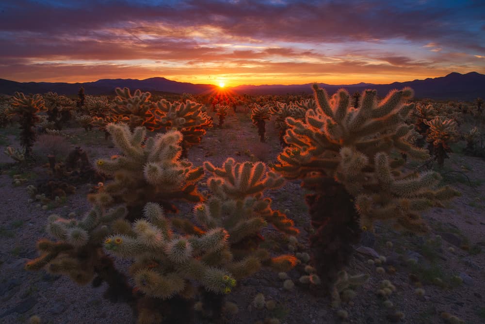 Golden Cholla Sunset by INIGO CIA — canvas wall art