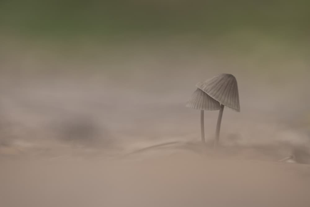 Misty Mushroom Pair by Daan de Vos — canvas wall art