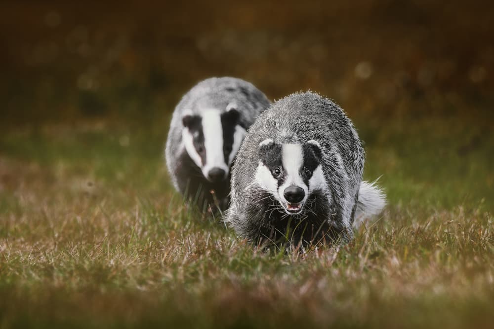 Two Wild Badgers by Michaela Firešová — canvas wall art