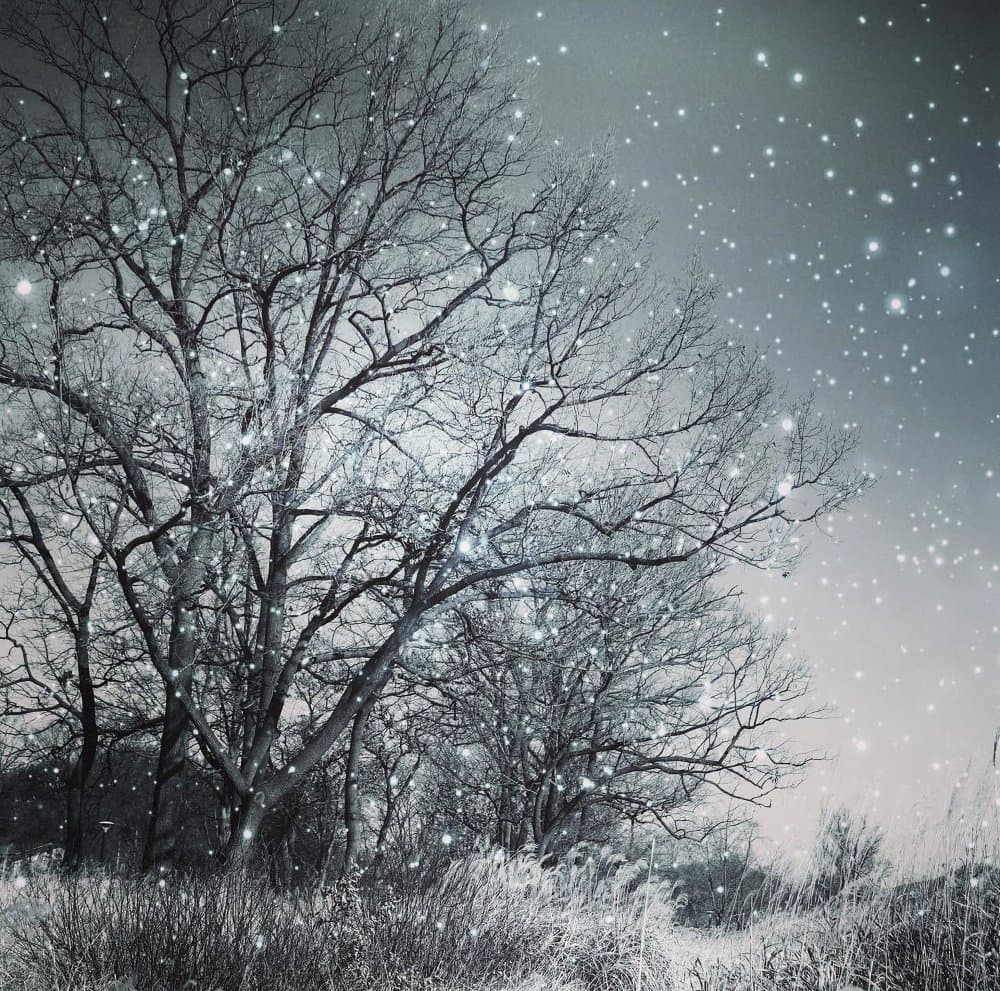 Sparkling Winter Night by YoungIl Kim — canvas wall art