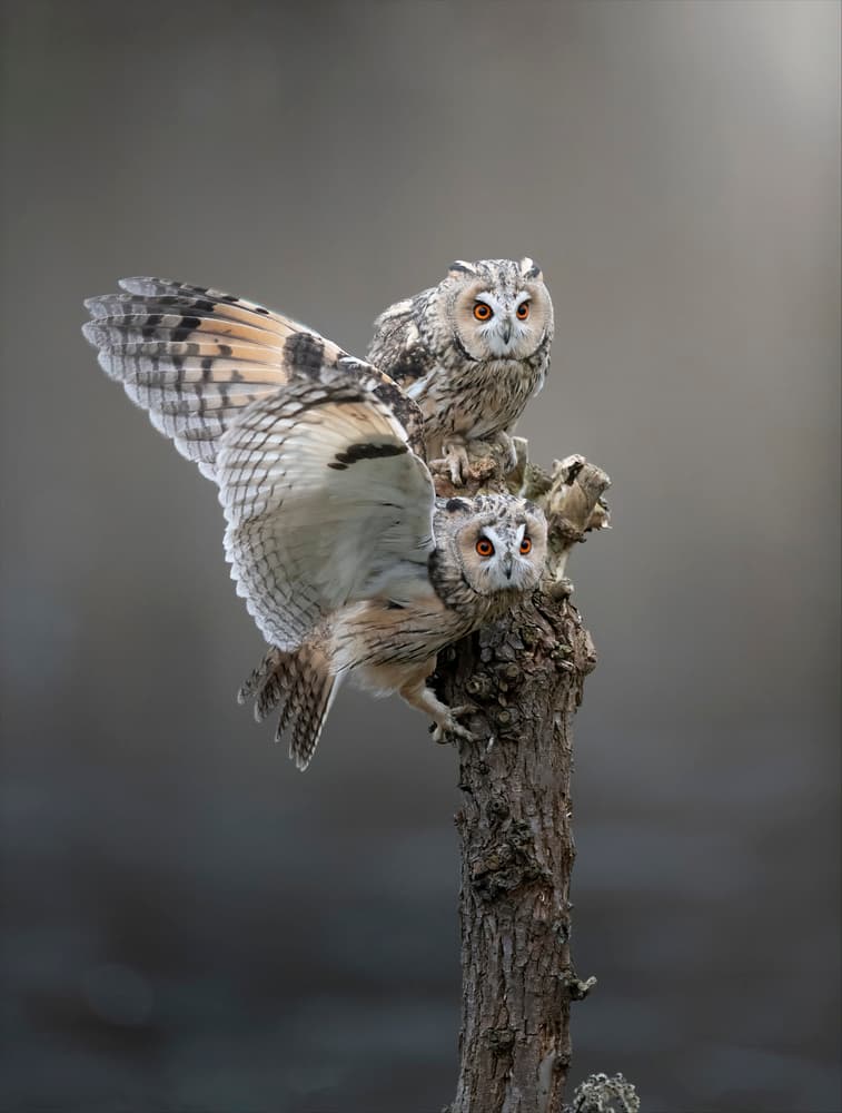 Alert Long-eared Owls by Chris Coenders — canvas wall art