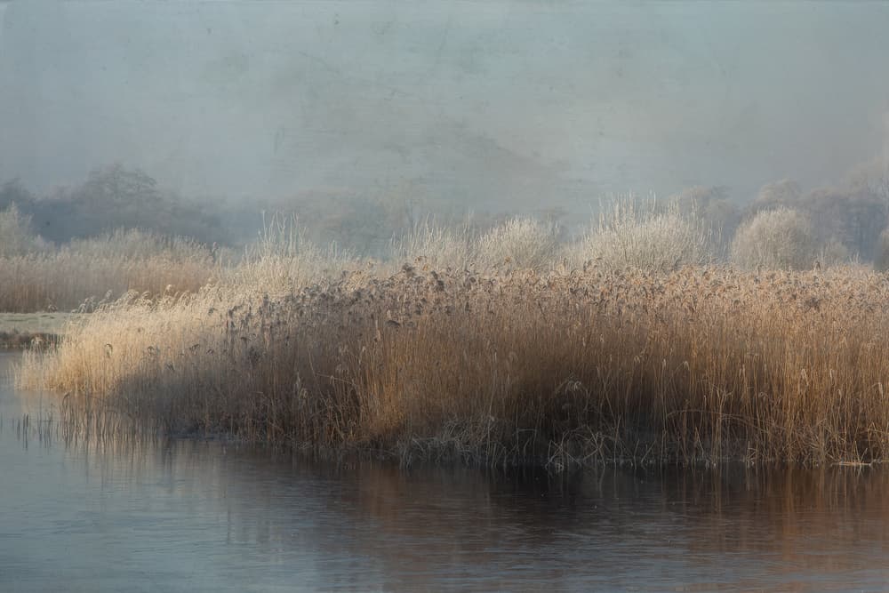 Misty Winter Reeds by Annie Keizer — canvas wall art