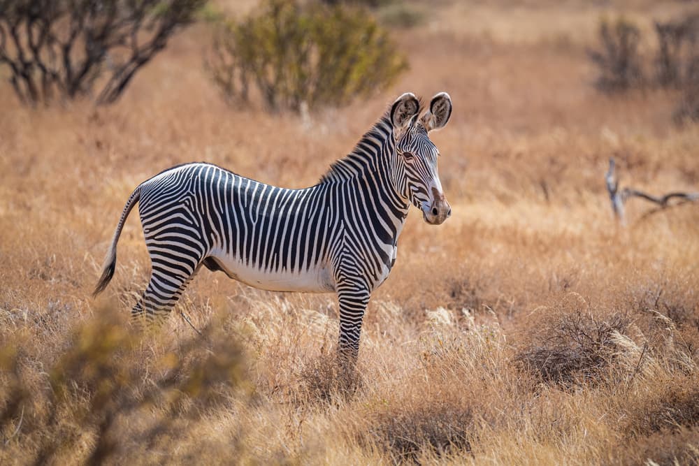 Wild African Zebra by Jeffrey C. Sink — canvas wall art