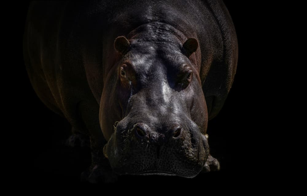 Powerful Hippo Face by Jealousy — canvas wall art