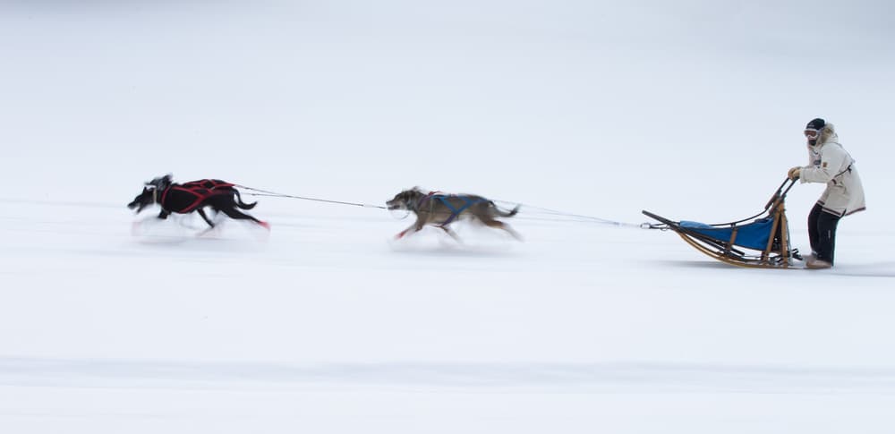 Winter Dog Sledding Team by Cheng Chang — canvas wall art
