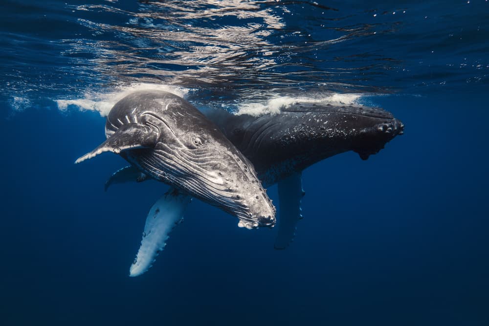 Humpback Whales Underwater by Barathieu Gabriel — canvas wall art
