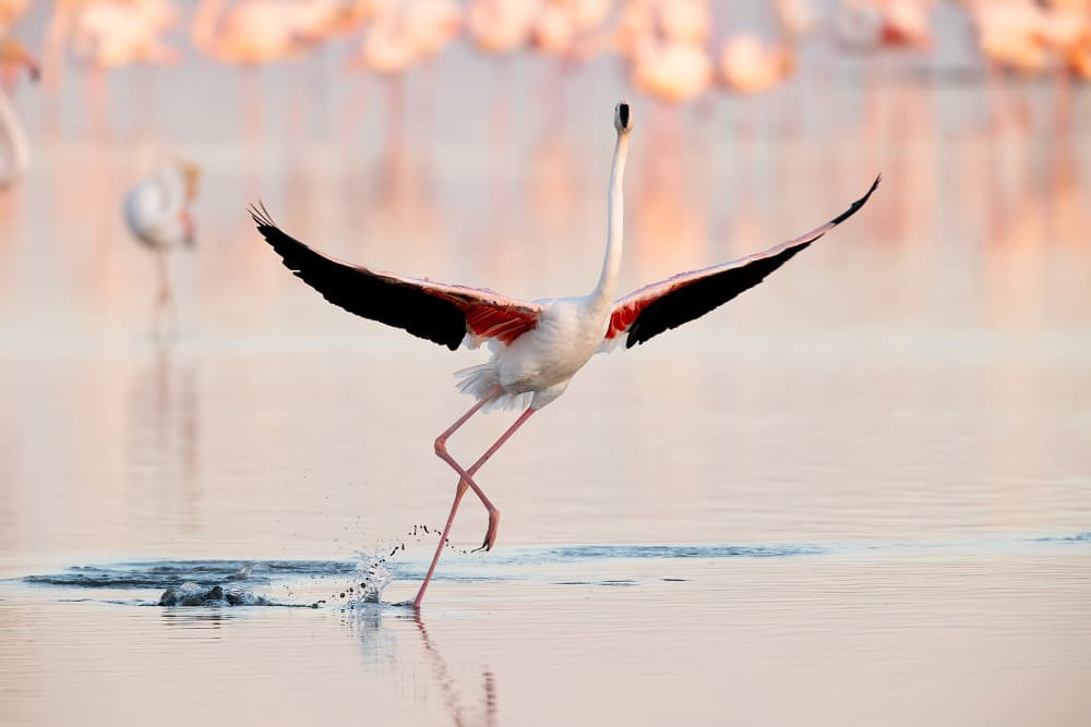 Flamingo Water Dance by Joan Gil Raga — canvas wall art