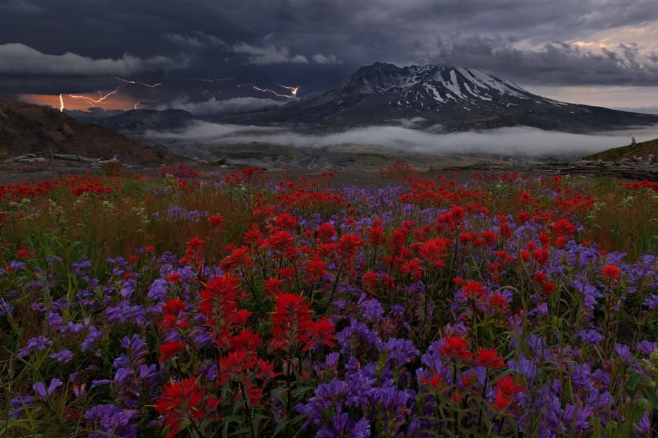 Thunderstorm Mountain Wildflowers by Miles Morgan — canvas wall art