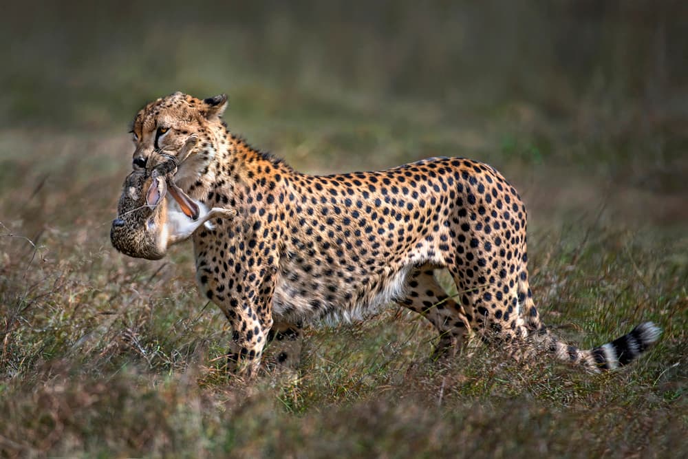 Cheetah Carrying Prey by Xavier Ortega — canvas wall art